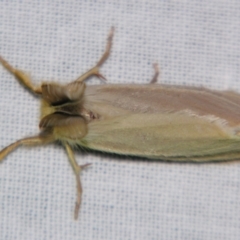 Laelia obsoleta at Sheldon, QLD - suppressed