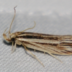 Leistarcha tenuistria (A Gelechioid moth (Xyloryctidae)) at Sheldon, QLD - 31 Aug 2007 by PJH123