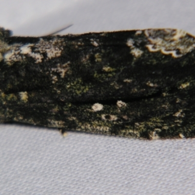 Neola semiaurata (Wattle Notodontid Moth) at Sheldon, QLD - 31 Aug 2007 by PJH123