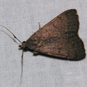 Nodaria cornicalis at Sheldon, QLD - suppressed