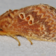 Pseudanapaea (genus) (A cup moth) at Sheldon, QLD - 1 Sep 2007 by PJH123