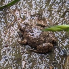 Crinia sp. (genus) (A froglet) at Albury - 4 Oct 2023 by ChrisAllen
