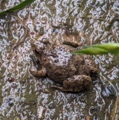 Crinia sp. (genus) (A froglet) at Thurgoona, NSW - 4 Oct 2023 by ChrisAllen