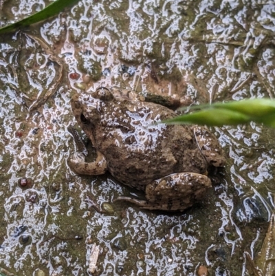 Crinia sp. (genus) (A froglet) at Thurgoona, NSW - 4 Oct 2023 by ChrisAllen