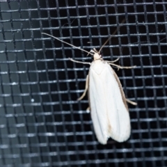 Philobota (genus) at Wingecarribee Local Government Area - 3 Oct 2023 by Aussiegall