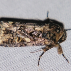 Spodoptera umbraculata (A Noctuid moth (Acronictinae)) at Sheldon, QLD - 31 Aug 2007 by PJH123