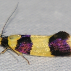 Telecrates laetiorella (A Gelechioid moth (Xyloryctidae)) at Sheldon, QLD - 31 Aug 2007 by PJH123