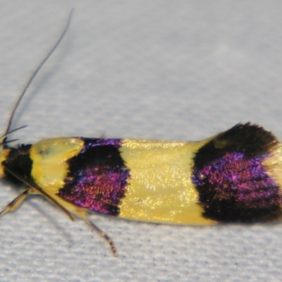 Telecrates laetiorella (A Gelechioid moth (Xyloryctidae)) at Sheldon, QLD - 31 Aug 2007 by PJH123