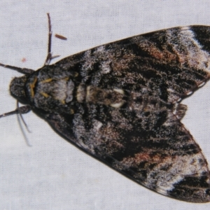 Tetrachroa edwardsi ( at Sheldon, QLD - 1 Sep 2007