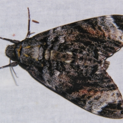 Tetrachroa edwardsi (Smerinthinae) at Sheldon, QLD - 1 Sep 2007 by PJH123