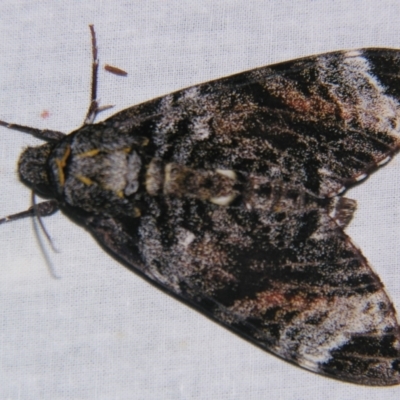 Tetrachroa edwardsi ( (A Hawk moth) at Sheldon, QLD - 31 Aug 2007 by PJH123