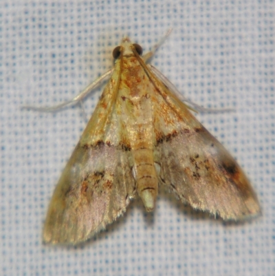 Tetracona amathealis (A Crambid moth) at Sheldon, QLD - 31 Aug 2007 by PJH123