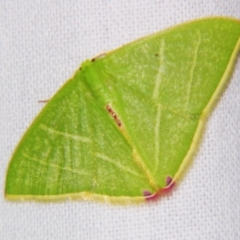 Urolitha bipunctifera (An Emerald moth) at Sheldon, QLD - 31 Aug 2007 by PJH123