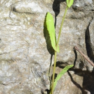 Sonchus oleraceus at Wamboin, NSW - 3 Dec 2021