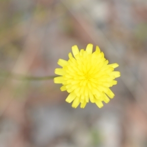 Leontodon saxatilis at Wamboin, NSW - 10 Jan 2022 02:31 PM