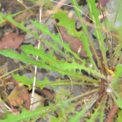 Leontodon saxatilis at Wamboin, NSW - 10 Jan 2022