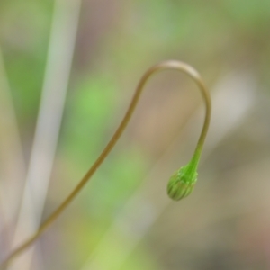 Leontodon saxatilis at Wamboin, NSW - 10 Jan 2022