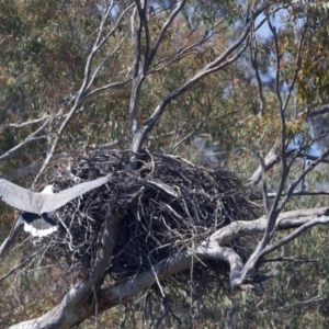 Haliaeetus leucogaster at Yarrow, NSW - 2 Oct 2023