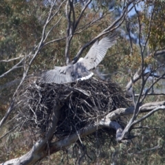 Haliaeetus leucogaster at Yarrow, NSW - 2 Oct 2023