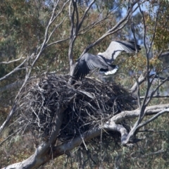 Haliaeetus leucogaster at Yarrow, NSW - suppressed