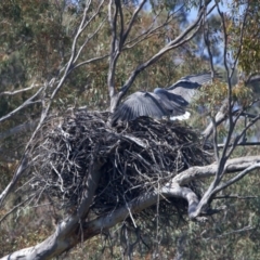 Haliaeetus leucogaster at Yarrow, NSW - suppressed