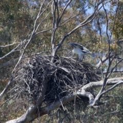 Haliaeetus leucogaster at Yarrow, NSW - suppressed