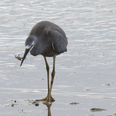 Egretta novaehollandiae (White-faced Heron) at Cairns City, QLD - 12 Aug 2023 by AlisonMilton