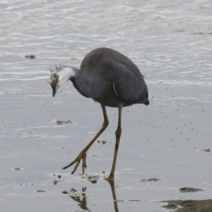 Egretta novaehollandiae at Cairns City, QLD - 12 Aug 2023