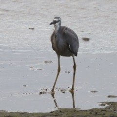 Egretta novaehollandiae at Cairns City, QLD - 12 Aug 2023 09:05 AM