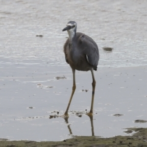 Egretta novaehollandiae at Cairns City, QLD - 12 Aug 2023