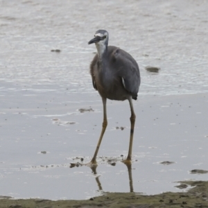Egretta novaehollandiae at Cairns City, QLD - 12 Aug 2023 09:05 AM