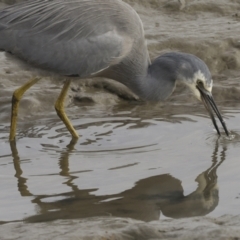 Egretta novaehollandiae at Cairns City, QLD - 12 Aug 2023