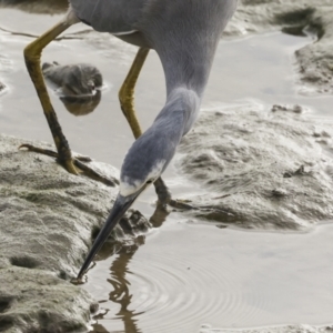 Egretta novaehollandiae at Cairns City, QLD - 12 Aug 2023