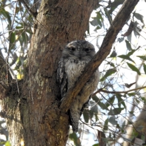 Podargus strigoides at Mittagong, NSW - 29 Sep 2023 08:14 PM