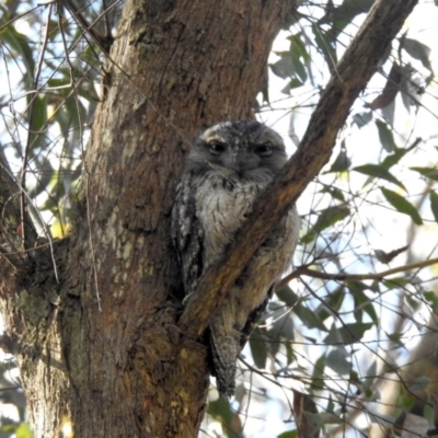 Podargus strigoides (Tawny Frogmouth) at Mittagong - 29 Sep 2023 by BLSHTwo