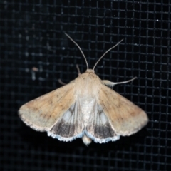 Helicoverpa punctigera (Native Budworm) at Penrose - 3 Oct 2023 by Aussiegall