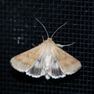 Helicoverpa punctigera at Penrose, NSW - 3 Oct 2023