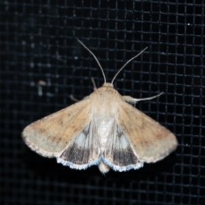 Helicoverpa punctigera at Penrose, NSW - suppressed