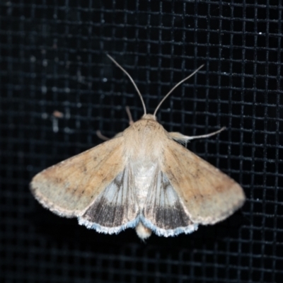 Helicoverpa punctigera (Native Budworm) at Penrose - 3 Oct 2023 by Aussiegall