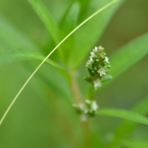 Persicaria prostrata at Wamboin, NSW - 10 Jan 2022