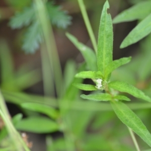 Persicaria prostrata at Wamboin, NSW - 10 Jan 2022