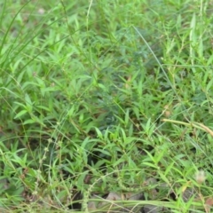 Persicaria prostrata at Wamboin, NSW - 10 Jan 2022 02:32 PM