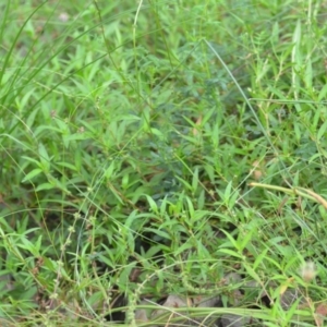 Persicaria prostrata at Wamboin, NSW - 10 Jan 2022 02:32 PM