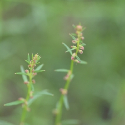 Haloragis heterophylla (Variable Raspwort) at Wamboin, NSW - 10 Jan 2022 by natureguy