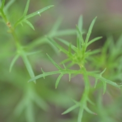 Haloragis heterophylla at Wamboin, NSW - 10 Jan 2022