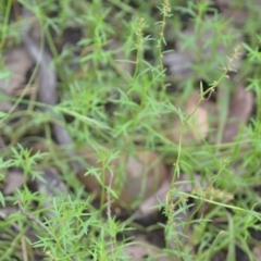 Haloragis heterophylla at Wamboin, NSW - 10 Jan 2022 02:33 PM