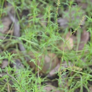 Haloragis heterophylla at Wamboin, NSW - 10 Jan 2022