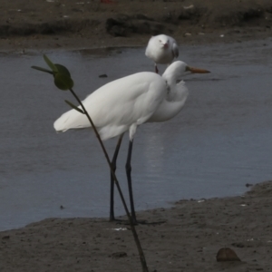 Ardea alba at Cairns City, QLD - 12 Aug 2023