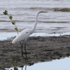 Ardea alba at Cairns City, QLD - 12 Aug 2023