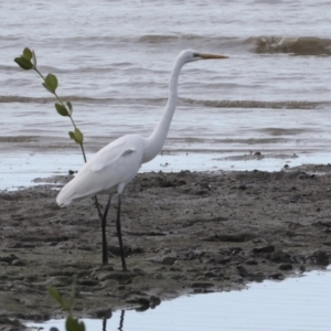 Ardea alba at Cairns City, QLD - 12 Aug 2023